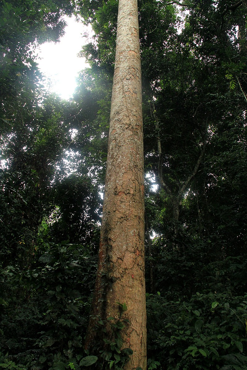 Leplaea cedrata photo 7