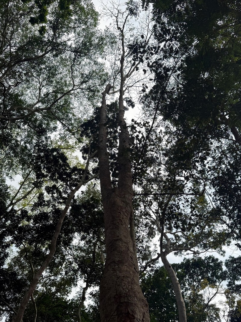 Leplaea cedrata photo 8