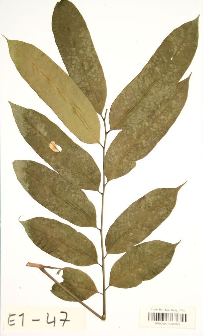 Leplaea laurentii
