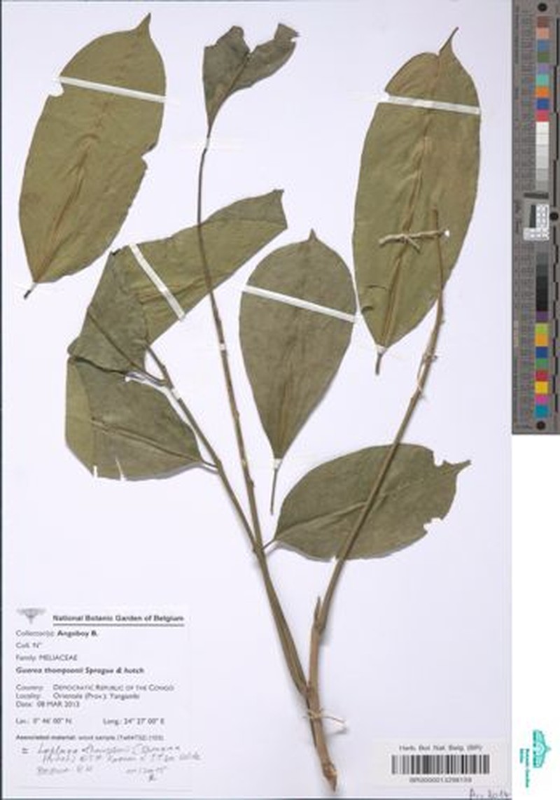 Leplaea laurentii photo 2