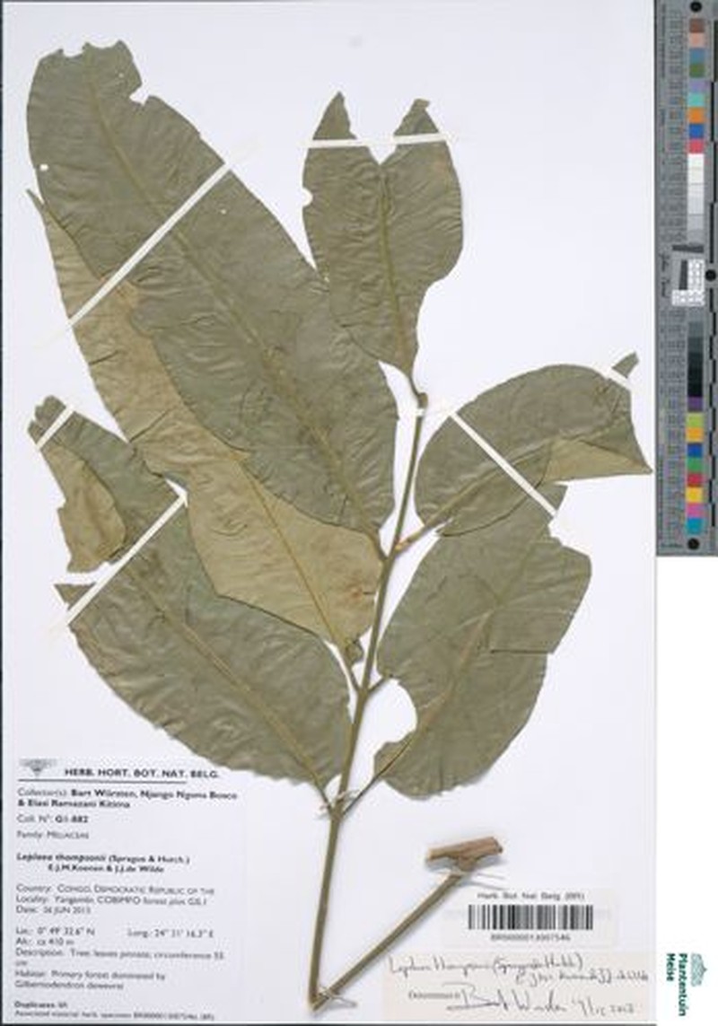 Leplaea laurentii photo 3