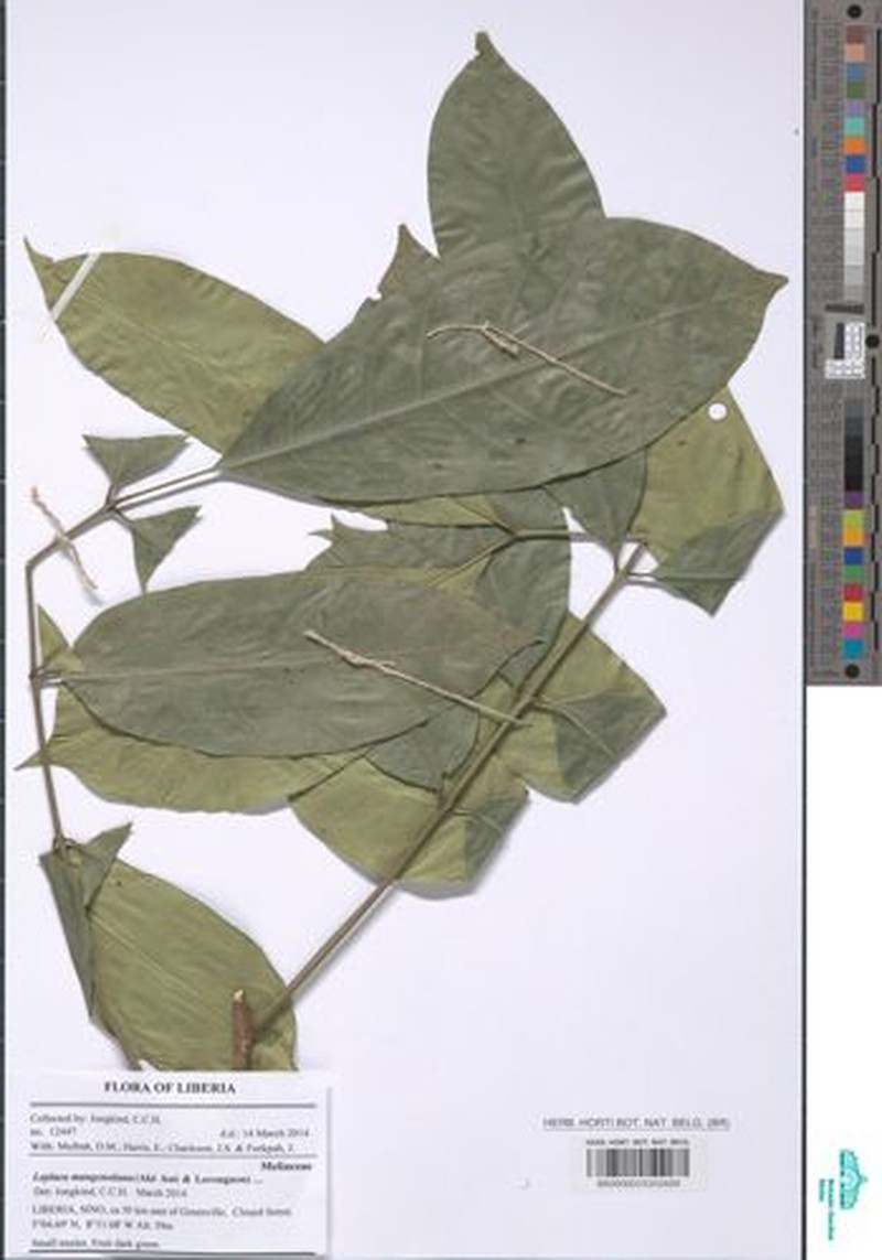 Leplaea mangenotiana