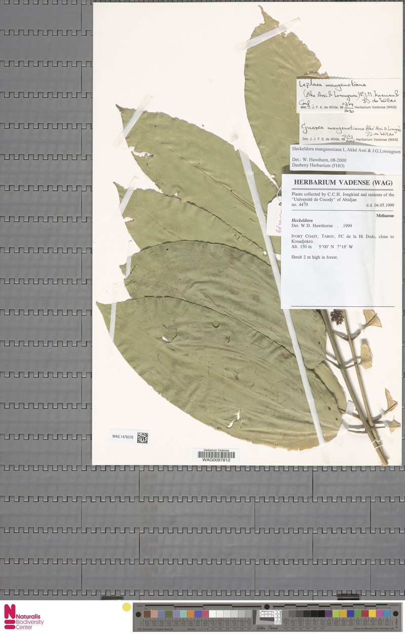 Leplaea mangenotiana photo 2