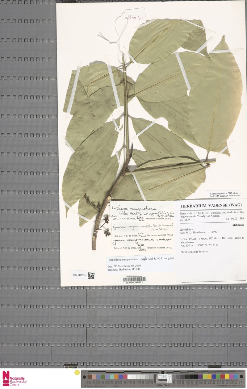 Leplaea mangenotiana photo 3