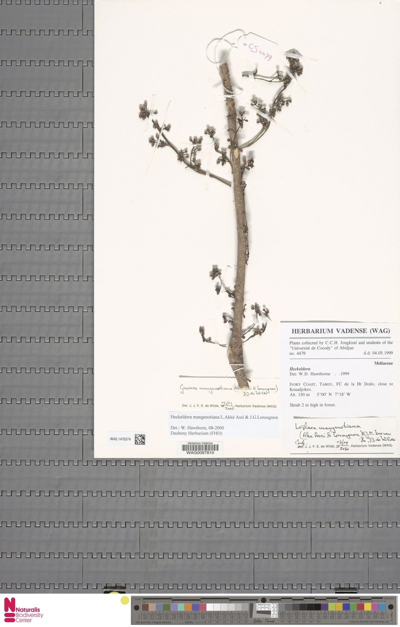 Leplaea mangenotiana photo 4