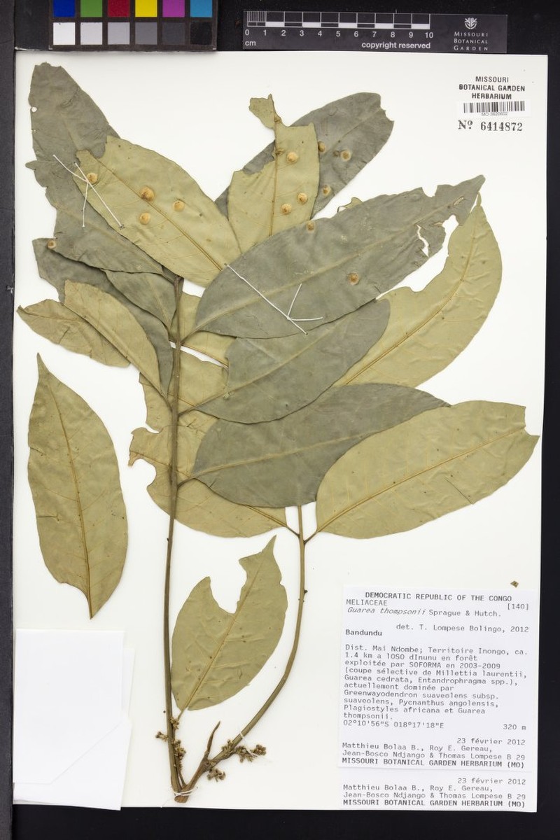 Leplaea thompsonii photo 2