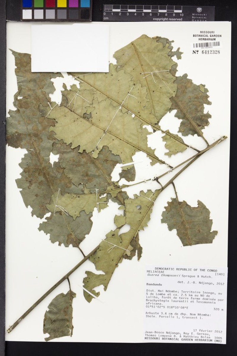 Leplaea thompsonii photo 3