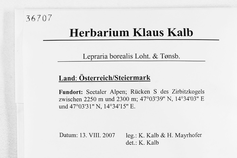 Lepraria borealis photo 2