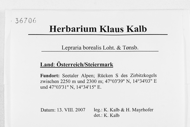 Lepraria borealis photo 3