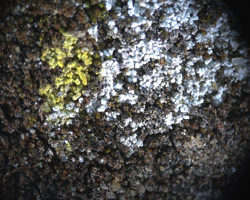 Lepraria cacuminum photo 3
