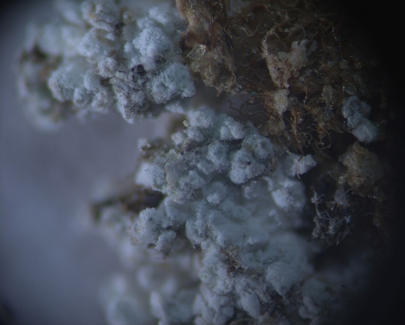 Lepraria cacuminum photo 5