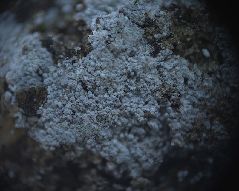 Lepraria cacuminum photo 6