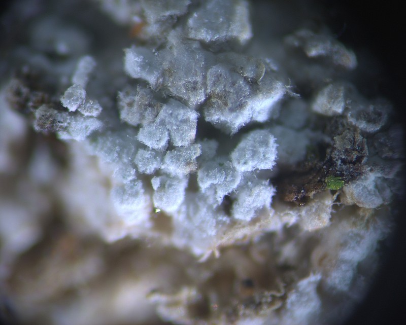 Lepraria cacuminum photo 8