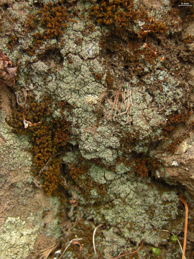 Lepraria caesioalba