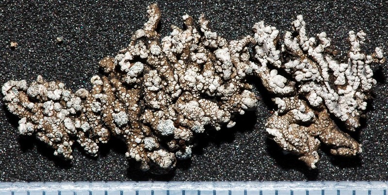 Lepraria caesioalba photo 2