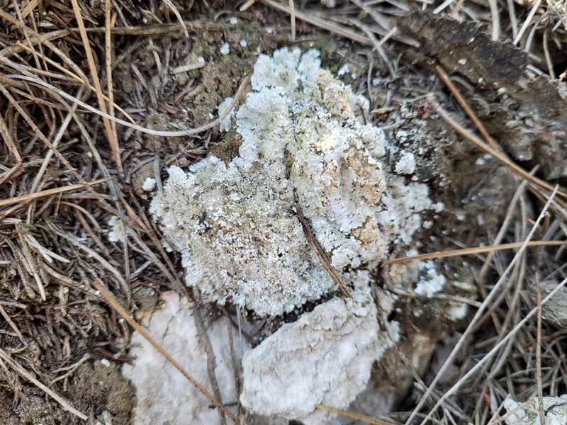 Dust Lichen