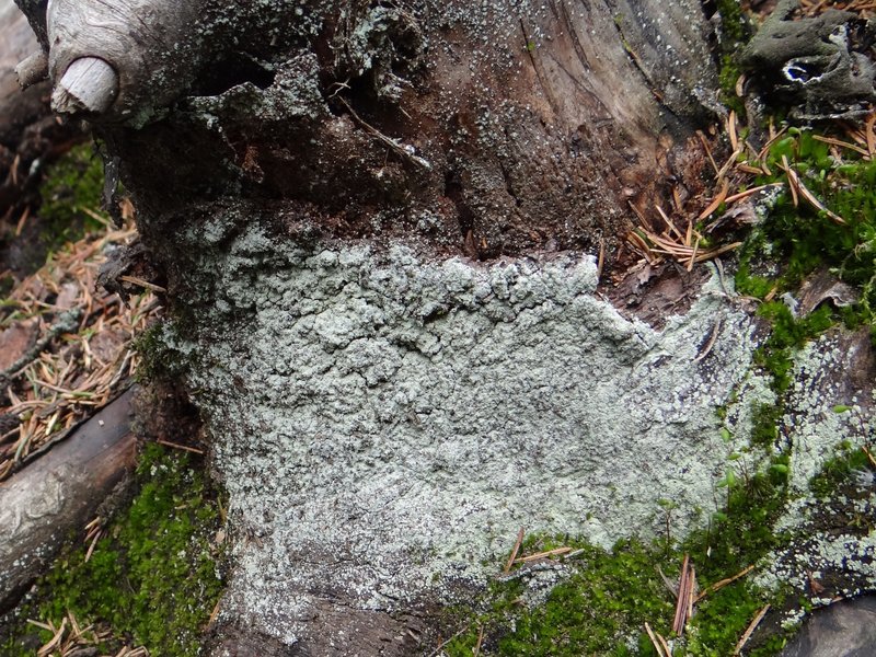 Dust Lichen
