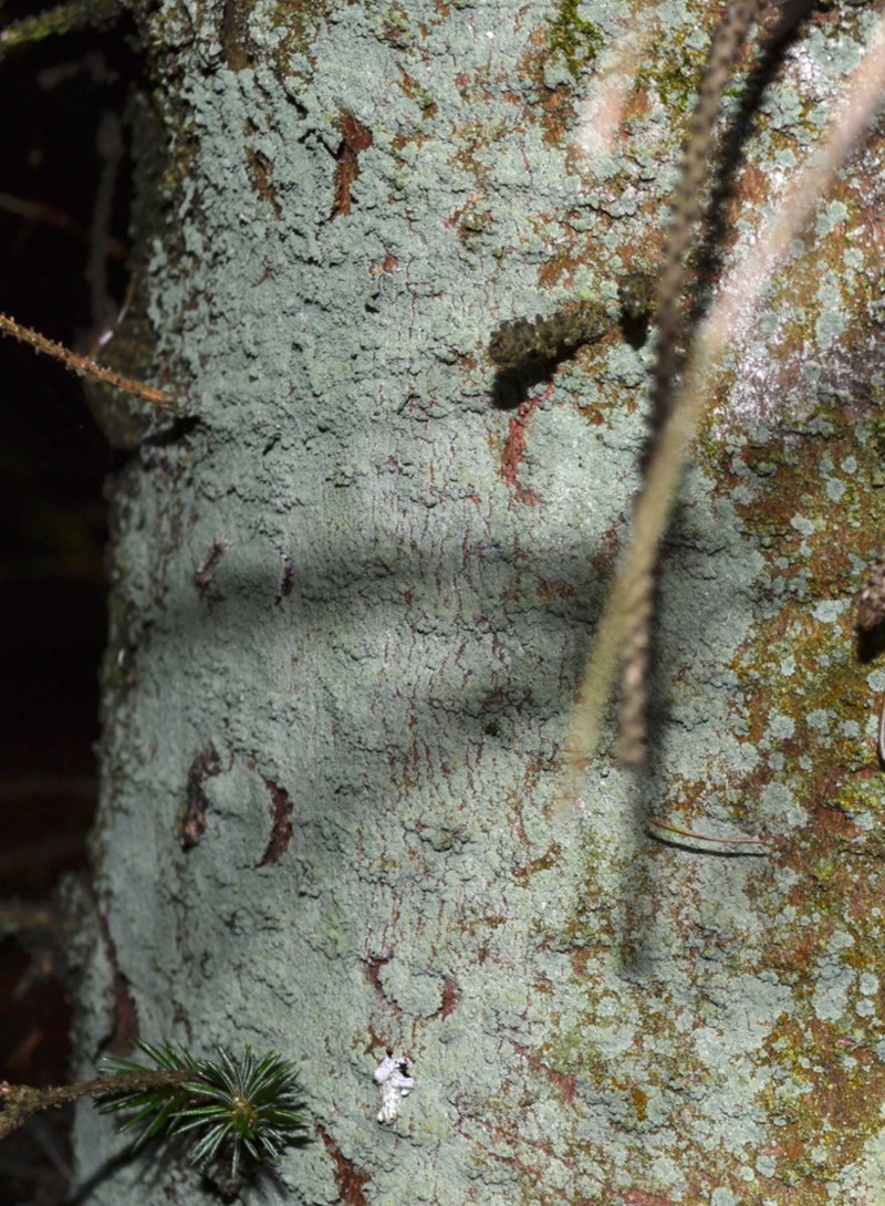 Dust Lichen