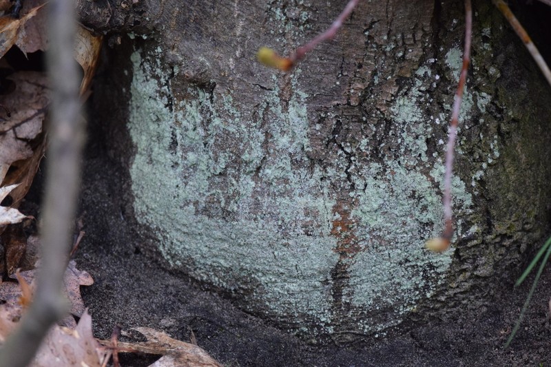 Dust Lichen photo 2