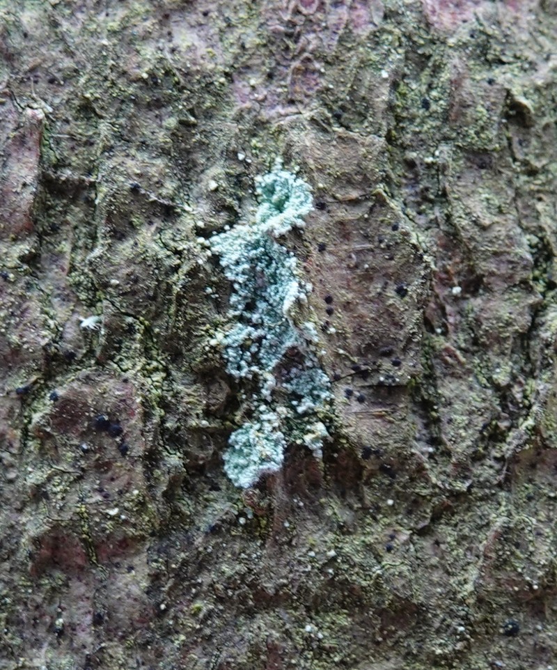Dust Lichen photo 3