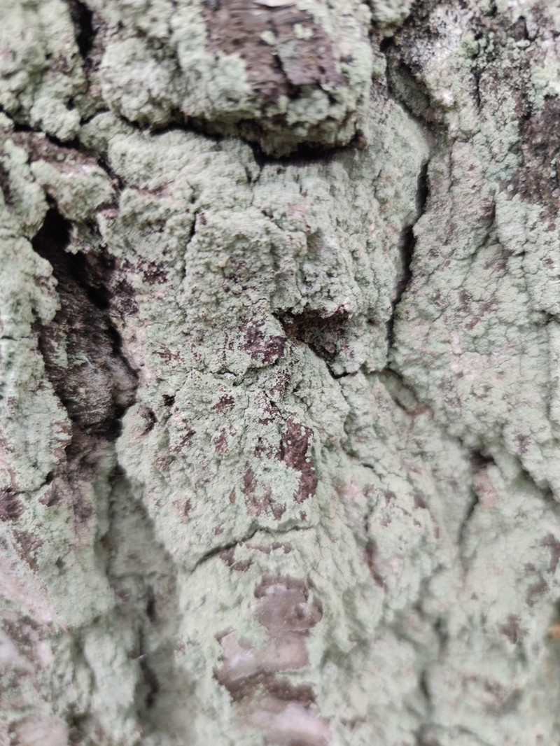 Dust Lichen photo 4