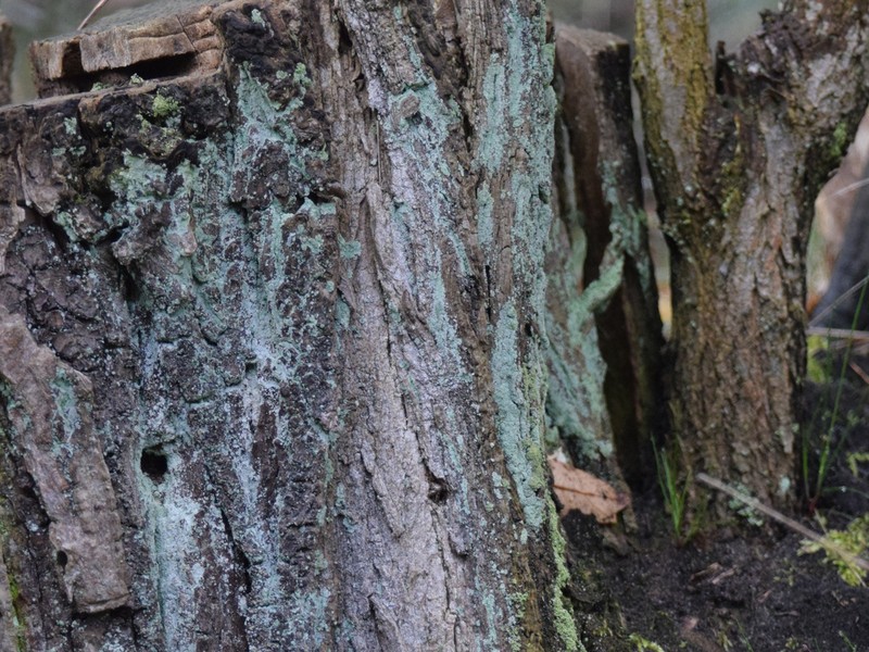Dust Lichen photo 5