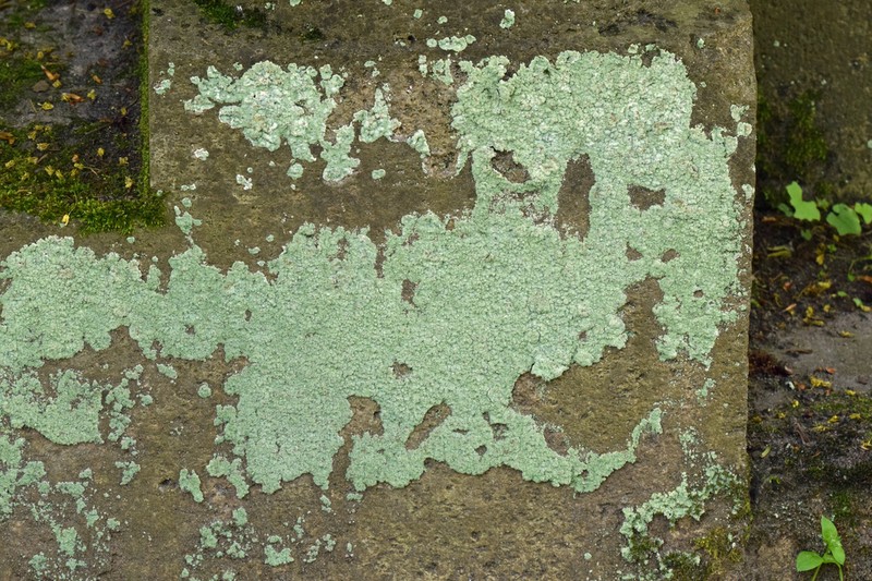 Dust Lichen photo 6