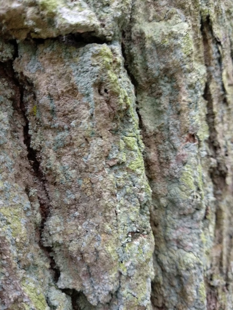 Dust Lichen photo 7