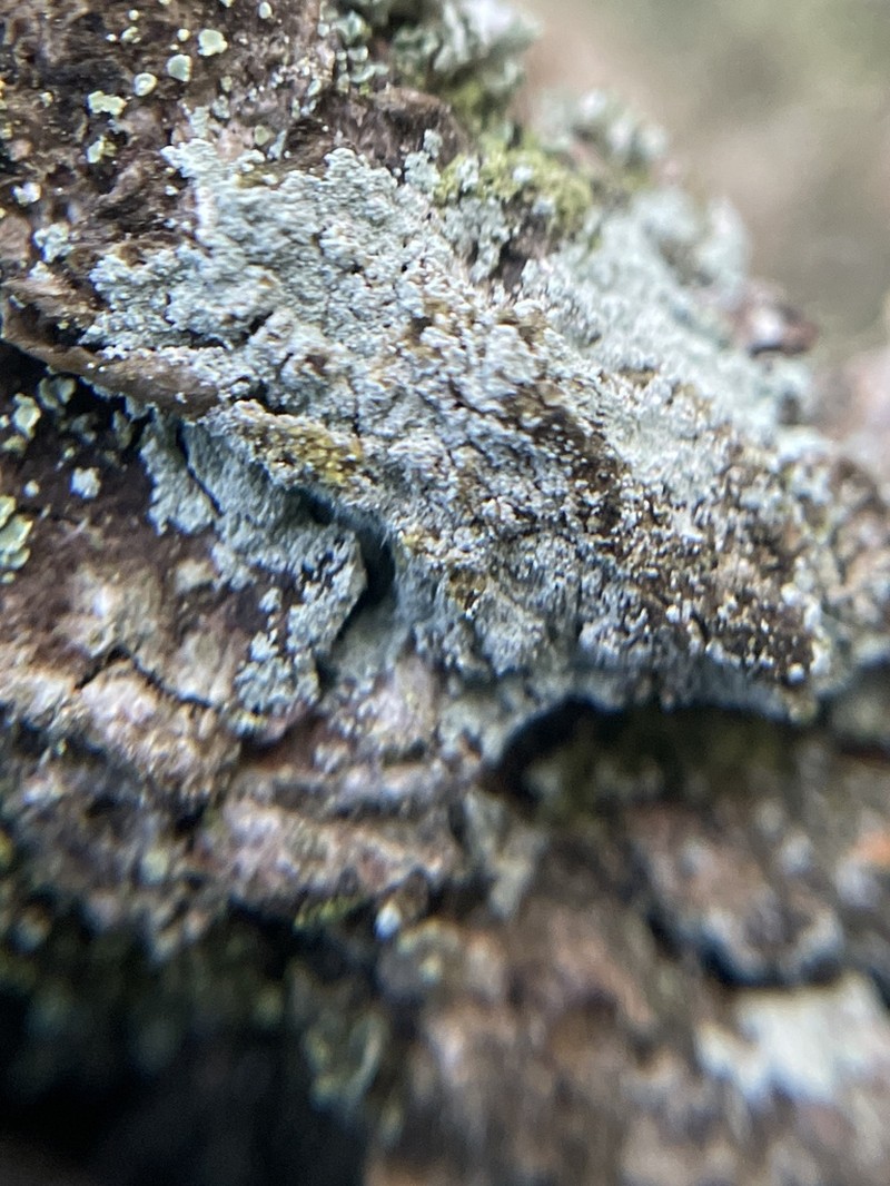 Dust Lichen photo 8