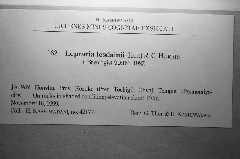 Lesdain's Dust Lichen