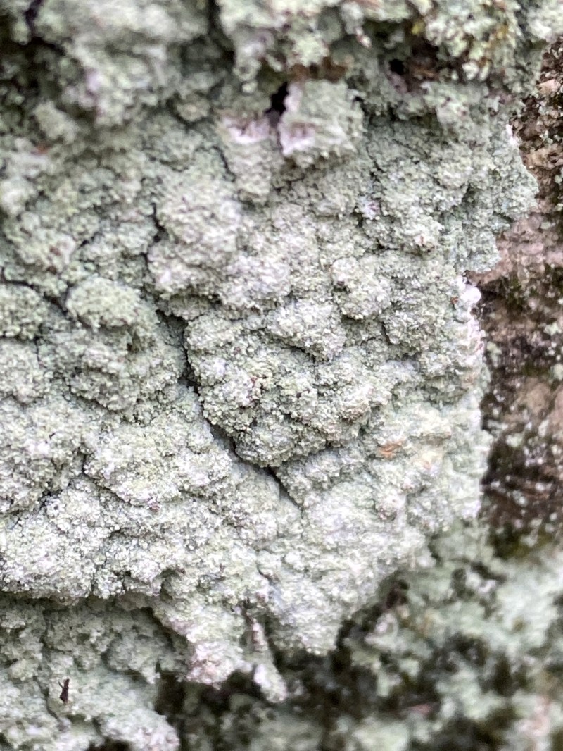 Dust Lichen