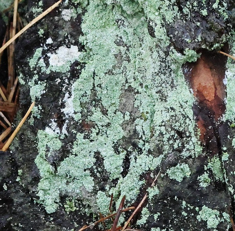 Dust Lichen