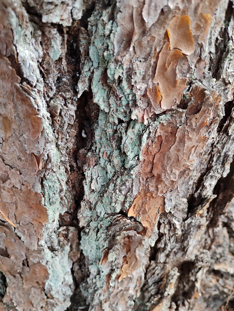 Dust Lichen photo 2