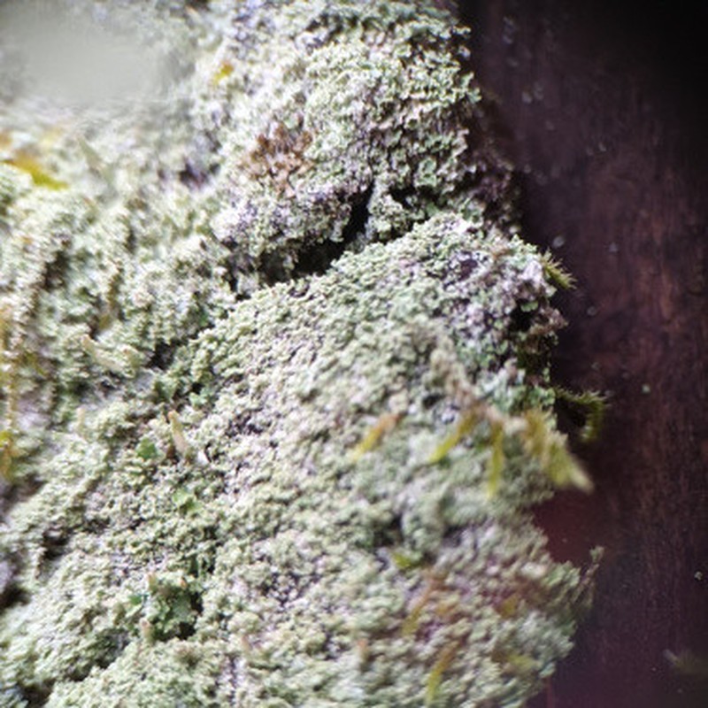 Dust Lichen photo 3