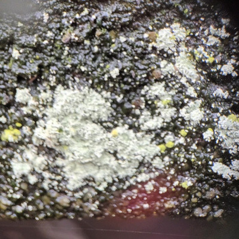 Dust Lichen photo 4