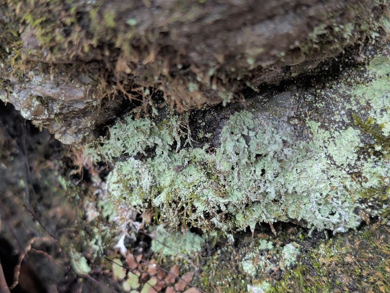 Dust Lichen photo 5