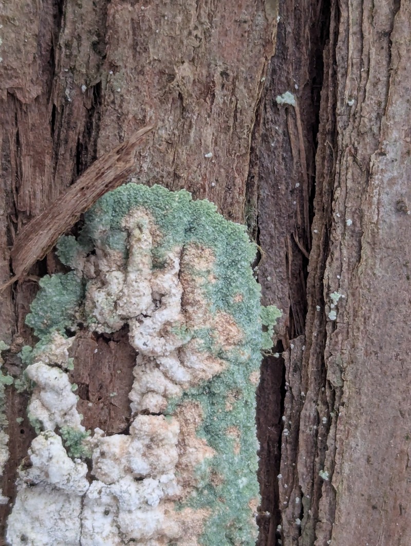 Dust Lichen photo 6