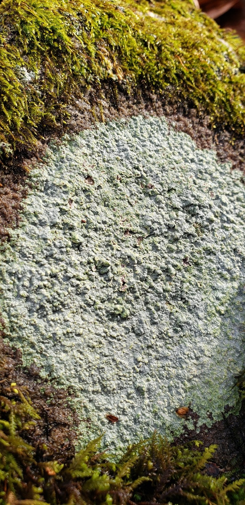 Dust Lichen photo 7
