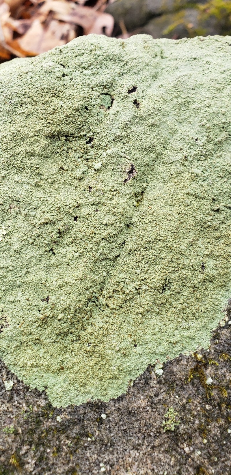 Dust Lichen photo 8