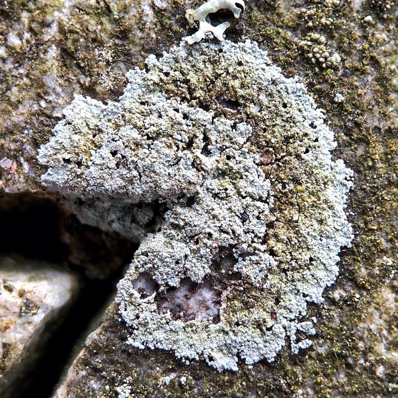 Dust Lichen