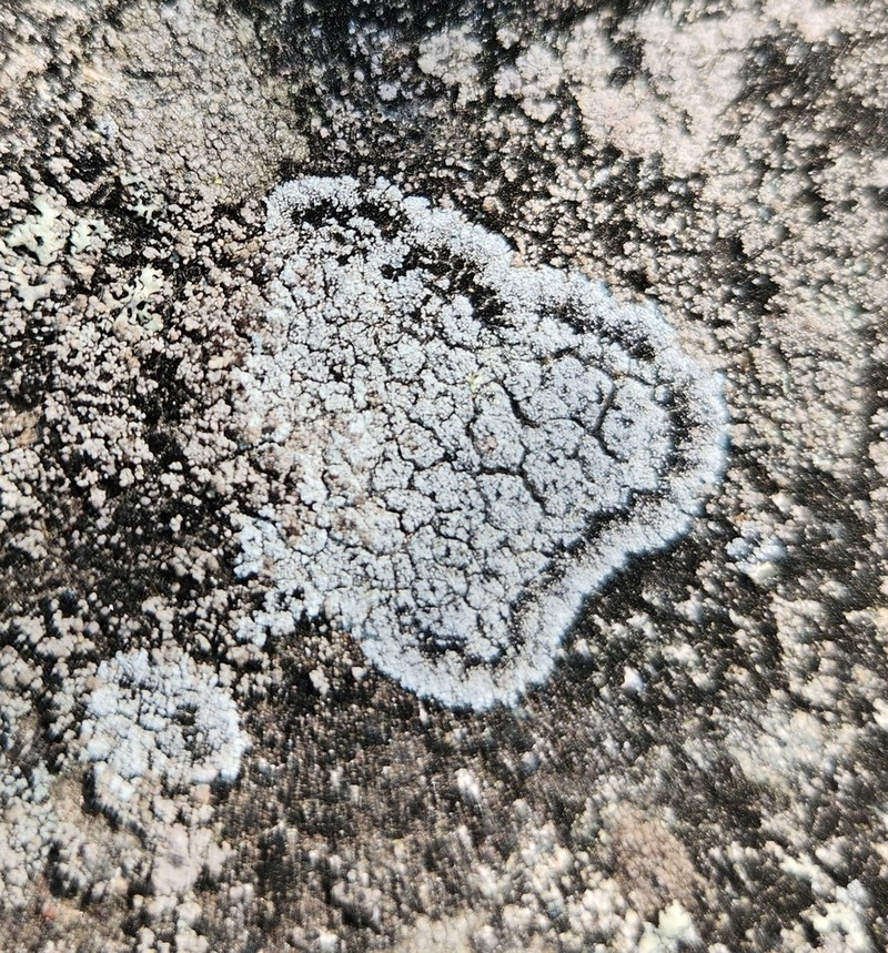 Dust Lichen