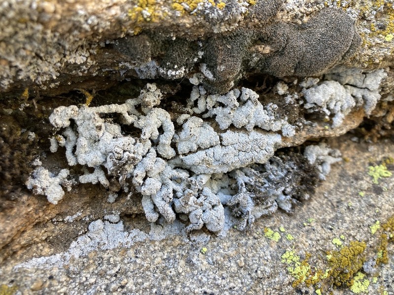 Dust Lichen photo 2