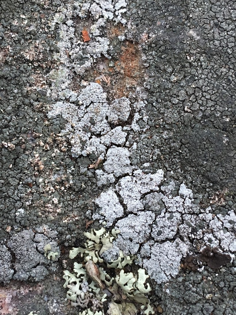 Dust Lichen photo 3
