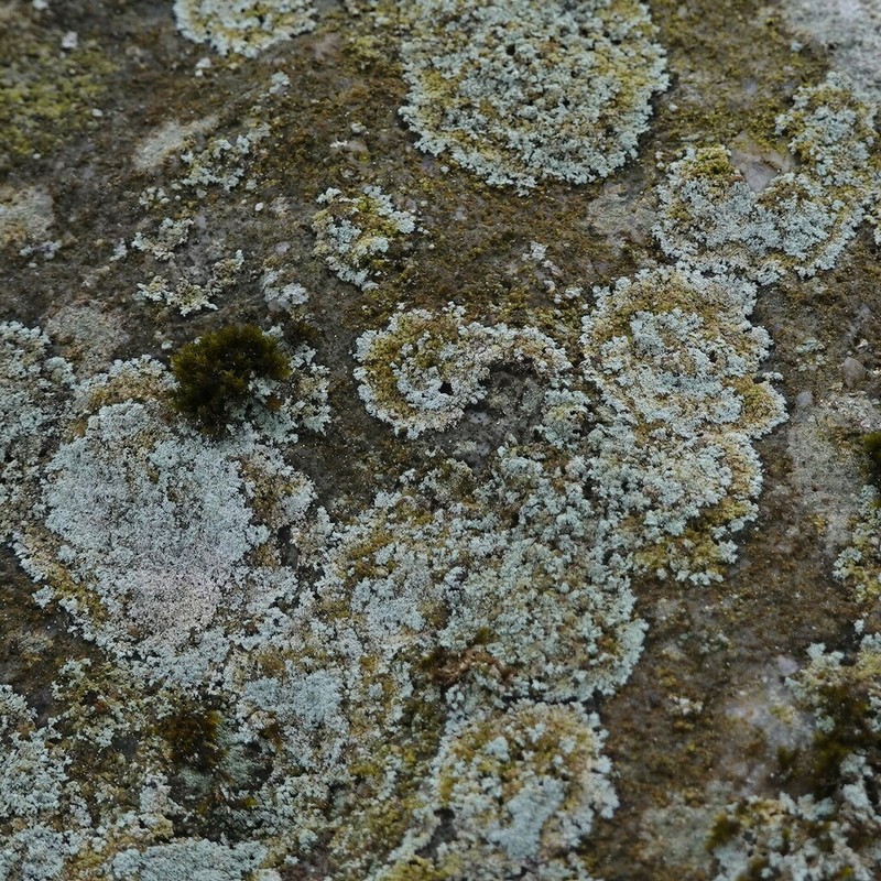 Dust Lichen photo 4