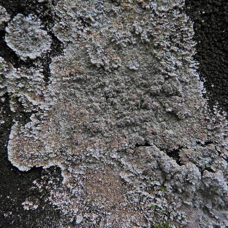 Dust Lichen photo 5