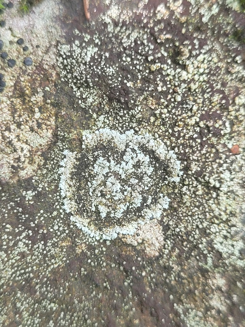 Dust Lichen photo 6