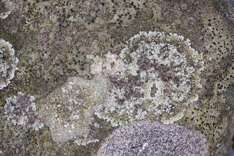 Dust Lichen photo 7