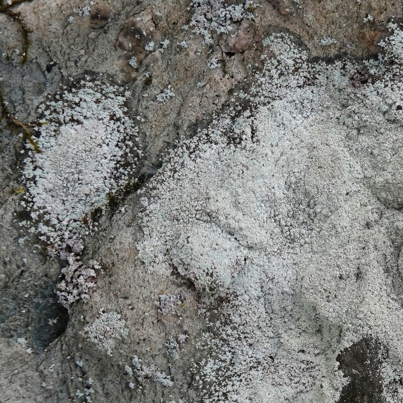 Dust Lichen photo 8