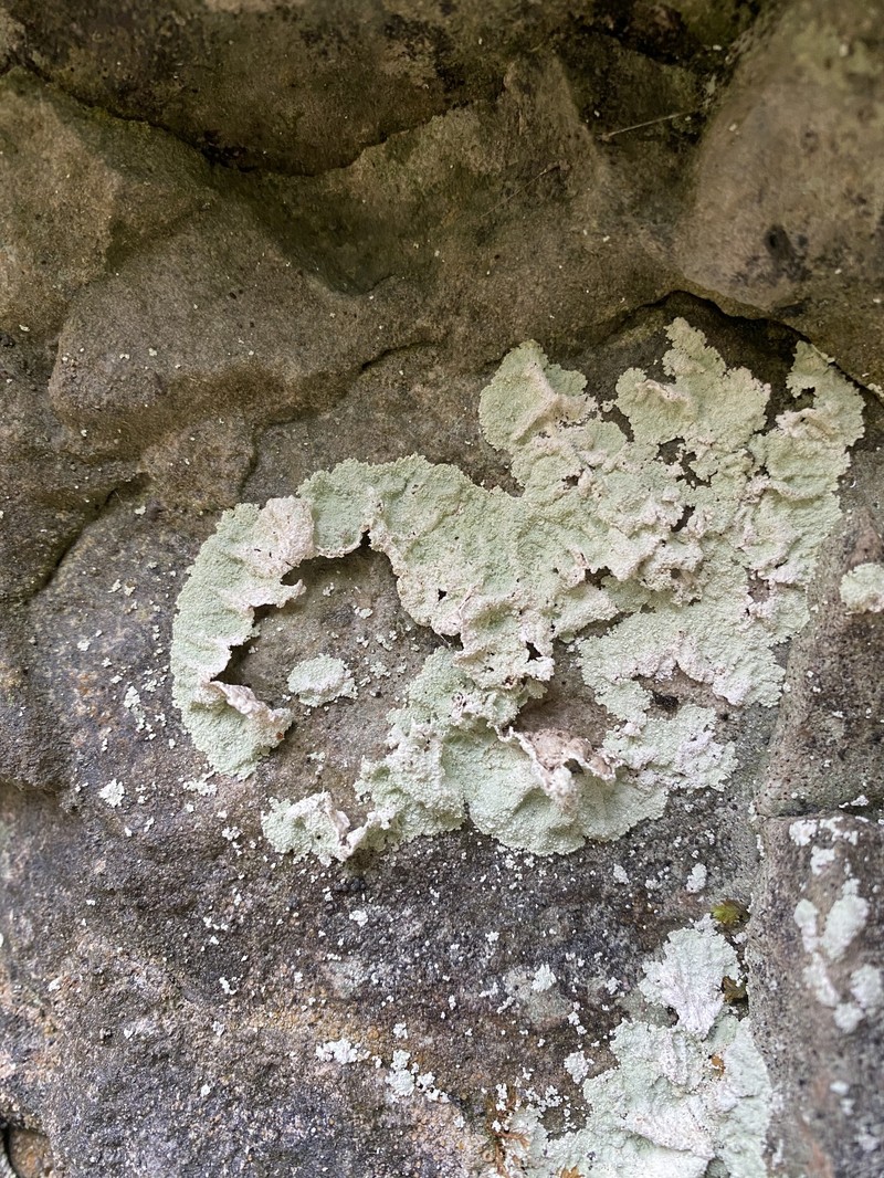 Lepraria nivalis photo 2