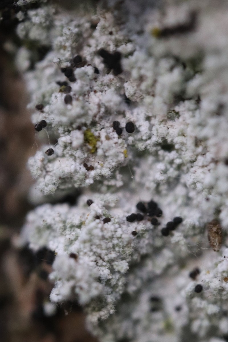 Lepraria rigidula